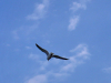 Galeb