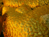 p1160999