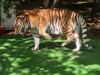 Sibirski Tiger.