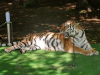 Sibirski Tiger.