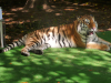 Sibirski Tiger.